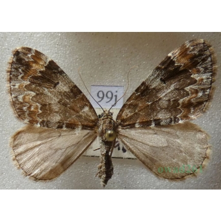Dysstroma citrata (Linnaeus, 1761) female Paśnik cytryniak Czech99j